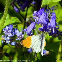 Buy canvas prints of BUTTERFLY BLUEBELL by David Atkinson