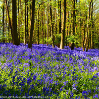 Buy canvas prints of SUMMER BLUEBELLS by David Atkinson