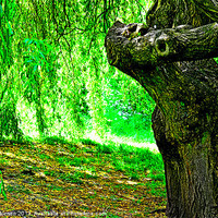 Buy canvas prints of UNDER THE WILLOW by David Atkinson