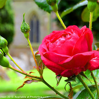 Buy canvas prints of CHURCH GARDEN ROSE by David Atkinson