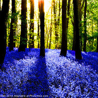 Buy canvas prints of BLUEBELL WOOD by David Atkinson