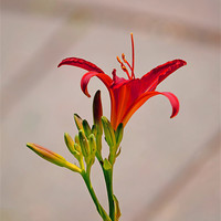 Buy canvas prints of RED TIGER LILY by David Atkinson