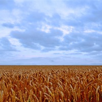 Buy canvas prints of FIELDS OF WHEAT by David Atkinson