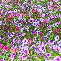 Buy canvas prints of FLOWER POWER by David Atkinson