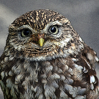 Buy canvas prints of LITTLE OWL by David Atkinson