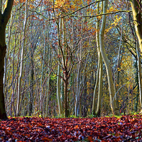 Buy canvas prints of AUTUMN WOOD by David Atkinson