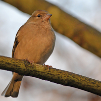 Buy canvas prints of CHAFFINCH by David Atkinson