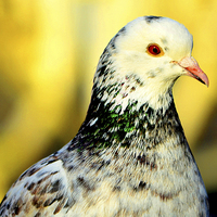 Buy canvas prints of WHITE PIGEON by David Atkinson