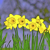 Buy canvas prints of DAFFODILS IN A ROW by David Atkinson