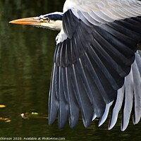 Buy canvas prints of Heron in flight by David Atkinson