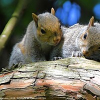 Buy canvas prints of A pair of young squirrels sitting on a branch by David Atkinson