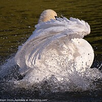 Buy canvas prints of Swan Splash by David Atkinson