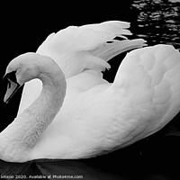 Buy canvas prints of Swan  by David Atkinson