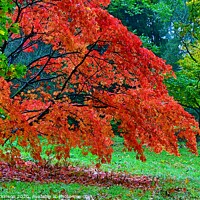 Buy canvas prints of Autumn Colours by David Atkinson