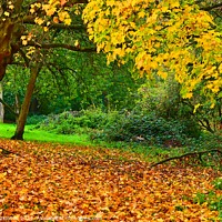 Buy canvas prints of Autumn Leaves by David Atkinson