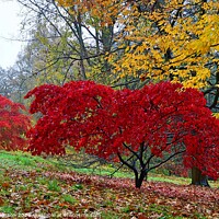 Buy canvas prints of Red Tree  by David Atkinson
