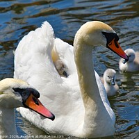 Buy canvas prints of Swan family by David Atkinson