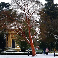 Buy canvas prints of Winter in Jephson Gardens by David Atkinson