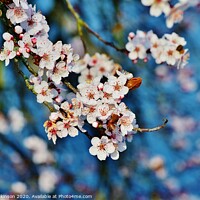 Buy canvas prints of Spring Blossom by David Atkinson