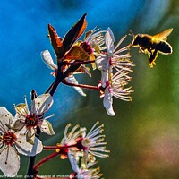 Buy canvas prints of Looking for pollen by David Atkinson
