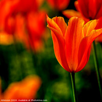 Buy canvas prints of Spring Tulip by David Atkinson
