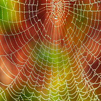 Buy canvas prints of Spider web by David Atkinson