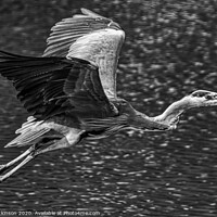 Buy canvas prints of Heron in flight by David Atkinson