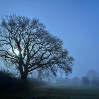 Buy canvas prints of Misty winter tree by David Atkinson