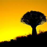 Buy canvas prints of Quiver Tree Silhouette by Martina Stoecker