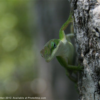 Buy canvas prints of Anole by Mark Ashton