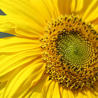 Buy canvas prints of Sunflower by Mark Ashton