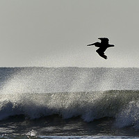 Buy canvas prints of A Pelican Surfs The Waves by Mark Ashton