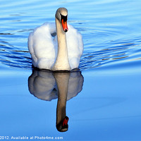 Buy canvas prints of Blue Mirror Swan by Stan Owen