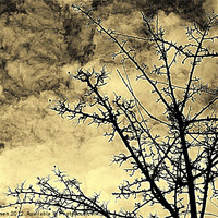 Buy canvas prints of Cold Day Branches by Stan Owen