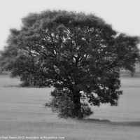 Buy canvas prints of Lone Tree by Stan Owen
