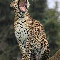 Buy canvas prints of leopard yawning by Mark Bunning