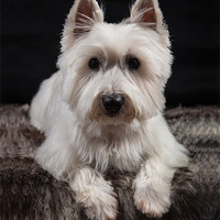 Buy canvas prints of West Highland White Terrier by Mark Bunning