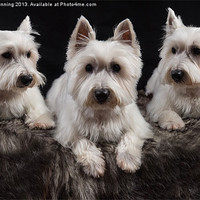 Buy canvas prints of Three West Highland White Terriers by Mark Bunning