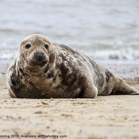 Buy canvas prints of Norfolk Grey seal by Mark Bunning