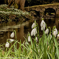 Buy canvas prints of Snowdrops infront of the river stiffkey by Mark Bunning
