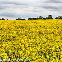 Buy canvas prints of Rapeseed field in norfolk by Mark Bunning