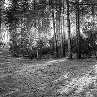 Buy canvas prints of An autumns walk in Black and white by Mark Bunning