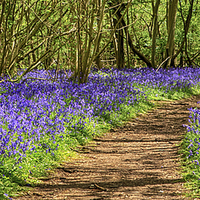 Buy canvas prints of Path through a bluebell wood by Mark Bunning