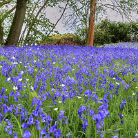 Buy canvas prints of Carpet of Bluebells by Mark Bunning