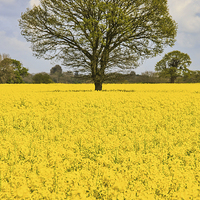 Buy canvas prints of Feld of Rapeseed by Mark Bunning