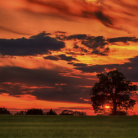 Buy canvas prints of Spring sunset by Mark Bunning