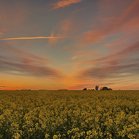Buy canvas prints of Rapeseed sunset by Mark Bunning