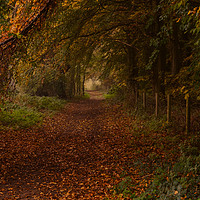 Buy canvas prints of An Autumn Walk by Mark Bunning
