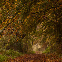 Buy canvas prints of Autumn footpath by Mark Bunning