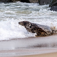 Buy canvas prints of Happy Seal by Mark Bunning